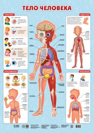 Плакат дидактический. ТЕЛО ЧЕЛОВЕКА. 45*64 см, 458106 458106 - фото 21812