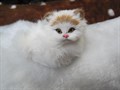 Животное Кошка натур.мех. в ассортименте в пакете  9*8*5, Кр503 - фото 10365