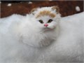 Животное Кошка натур.мех. в ассортименте в пакете  9*8*5, Кр503 Кр503 - фото 26440